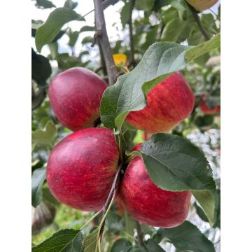 Zhaotong Apple Essence: Pure Taste, Perfect Texture
