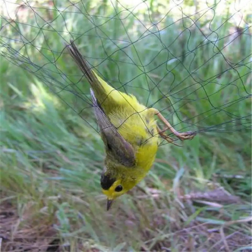 Anti bird netting