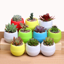 1pcs Colorful Colourful Mini Round Plastic Plant Flower Pot Garden Home Office Decor Planter Garden Tools Pots For Plants Seeds