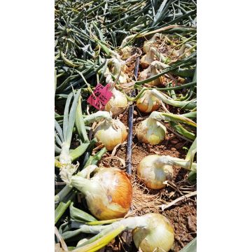 Mild Pungent Yellow Onion