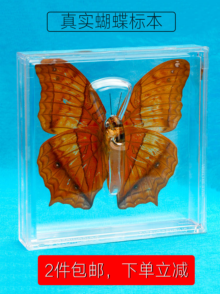 1pcs Real butterfly specimen box decoration transparent box Wings Butterfly insect specimen picture frame student
