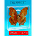 1pcs Real butterfly specimen box decoration transparent box Wings Butterfly insect specimen picture frame student