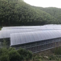 High Agricultural poly tunnel Green House tomato greenhouse