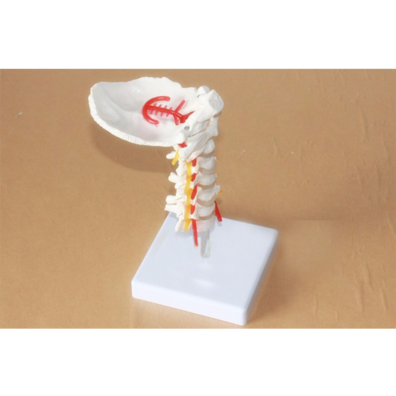 Life size Human Anatomical Model Cervical Vertebra Model Cervical Spine with Neck Artery Occipital Bone Disc and Nerve Model