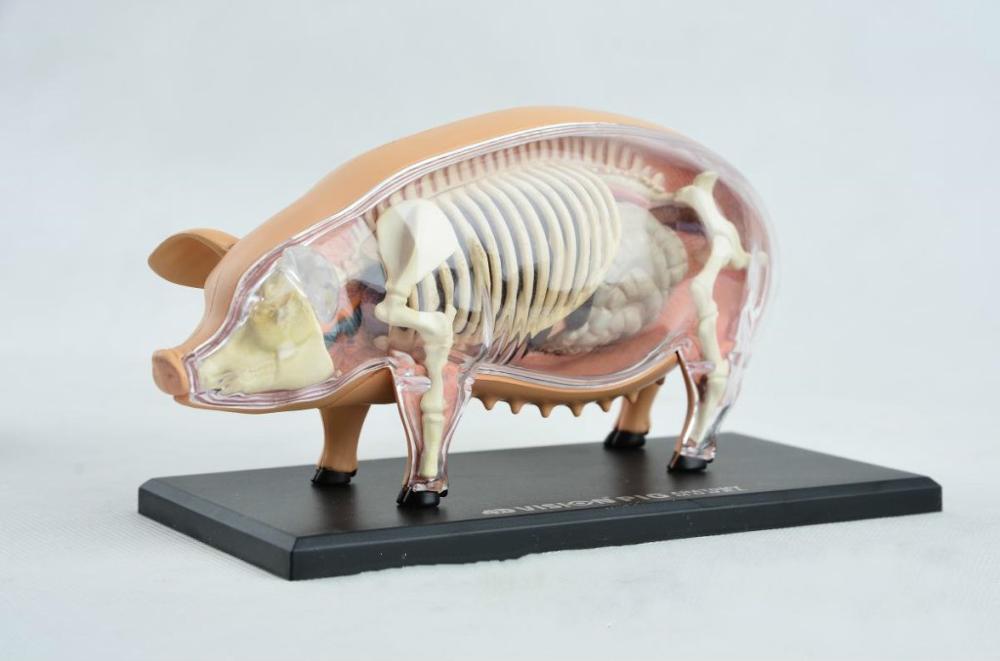 Assembly 4D Pig Anatomy Model Pig Anatomy Medical Anatomic Animal Model Puzzels for Children Skeleton Educational Science Toys