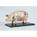 Assembly 4D Pig Anatomy Model Pig Anatomy Medical Anatomic Animal Model Puzzels for Children Skeleton Educational Science Toys