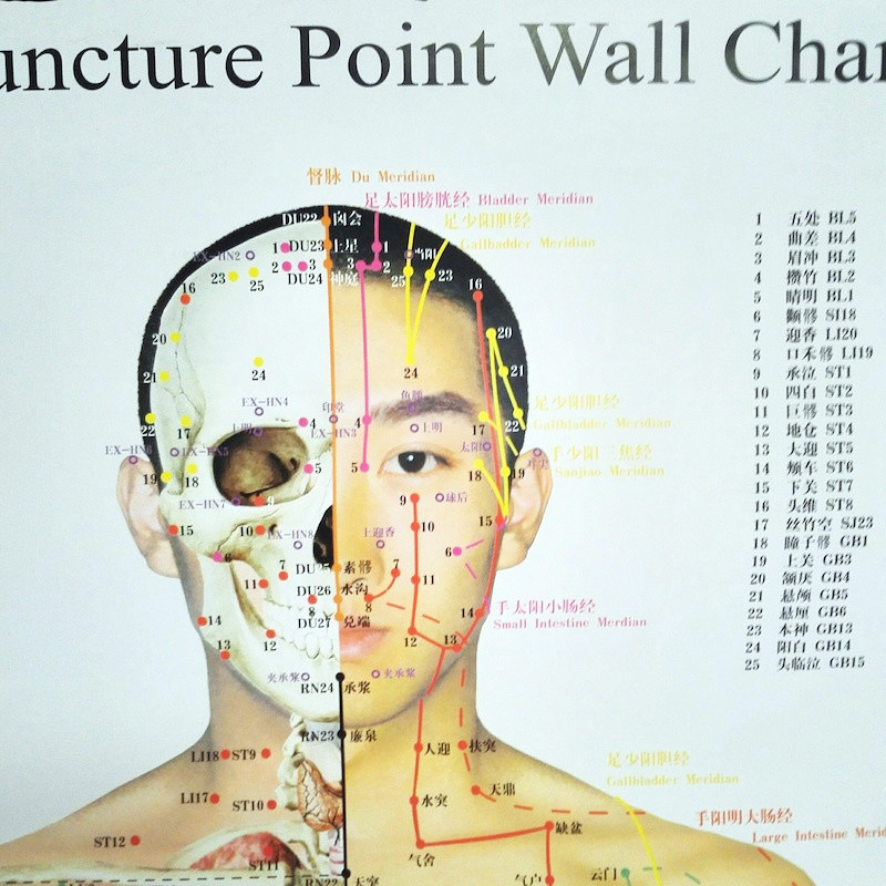 Bilingual Acupuncture Point Wall Charts A Set (Front Side Back) Real Person Chinese and English for Self Care