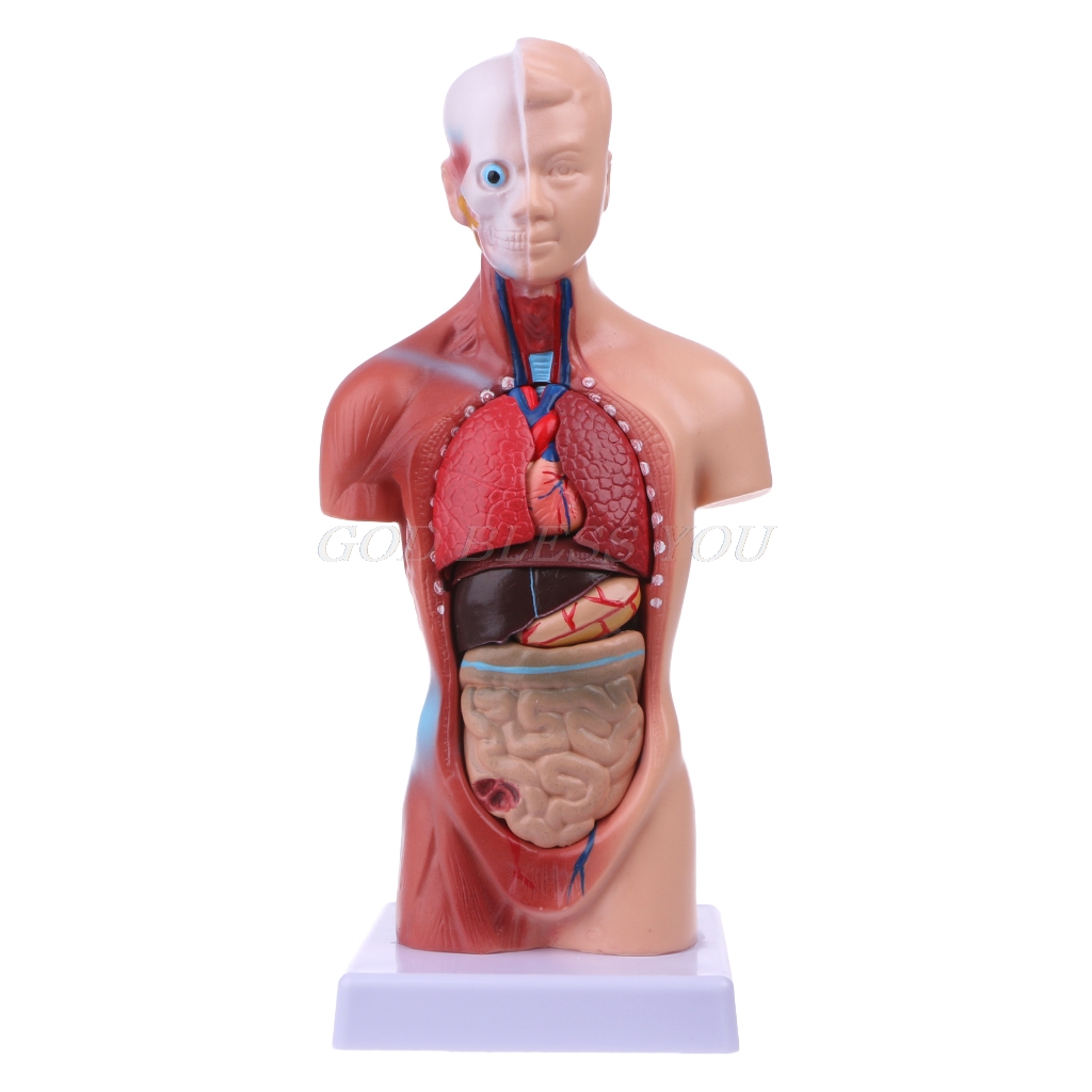 Human Torso Body Model Anatomy Anatomical Medical Internal Organs For Teaching Drop Shipping