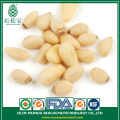 New crop Red pine nut kernels 650 pcs