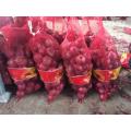 Fresh Red Onion In 10kg Mesh Bag