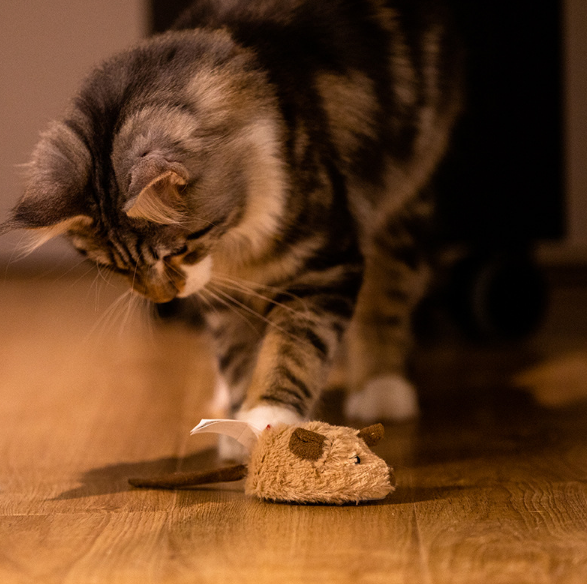 Cat Toy Rat Png