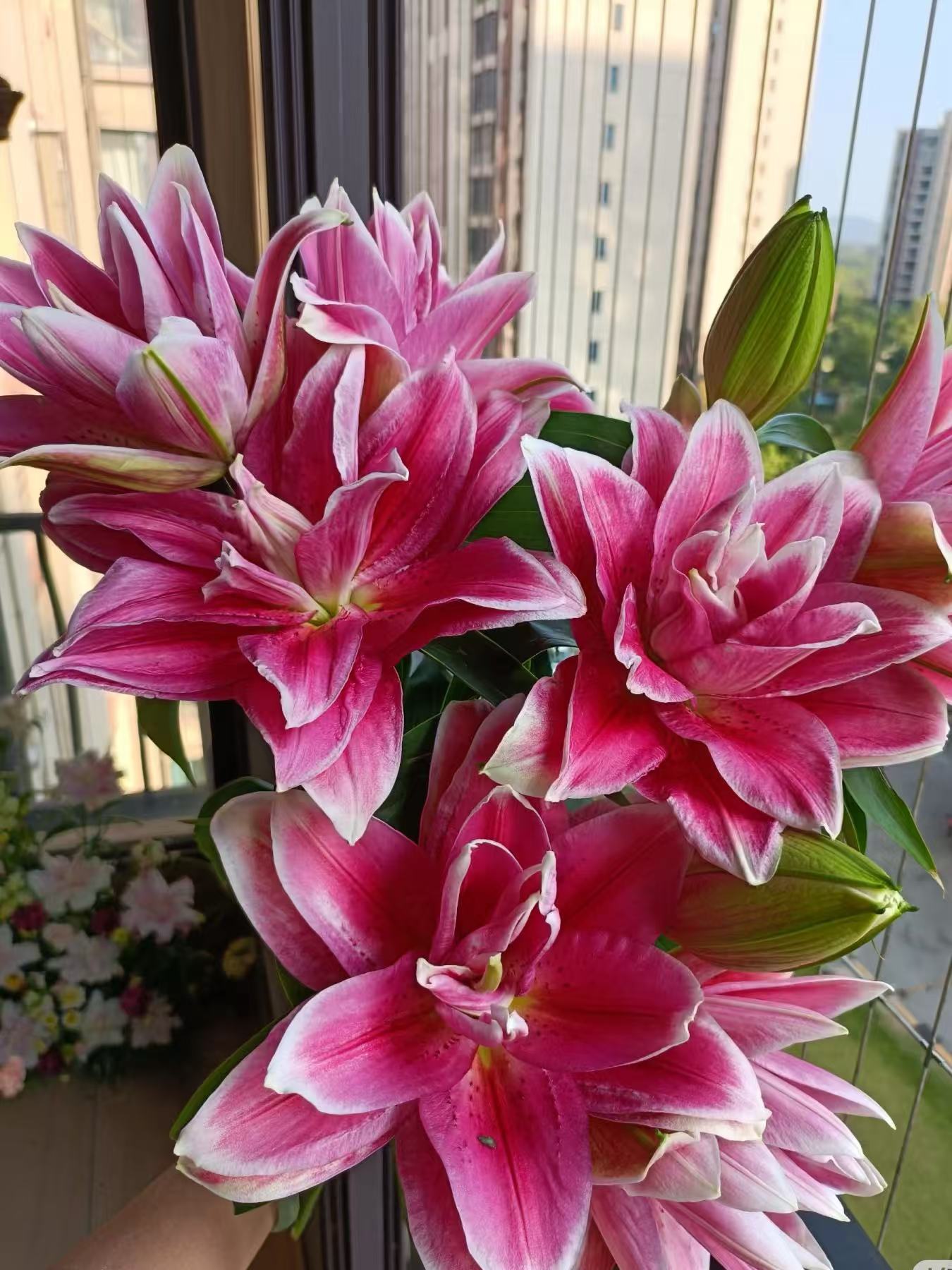 Manosca Double Lily2
