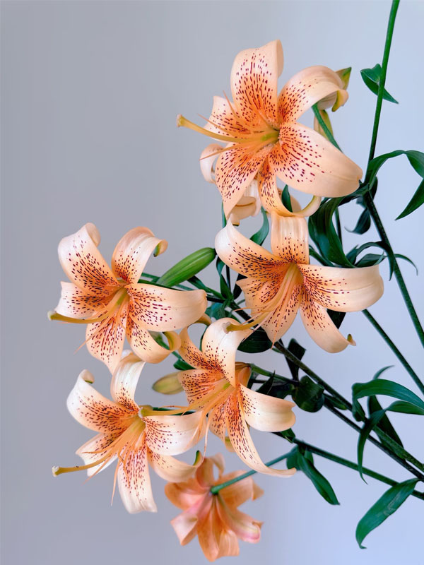 Little Ai spray Lily