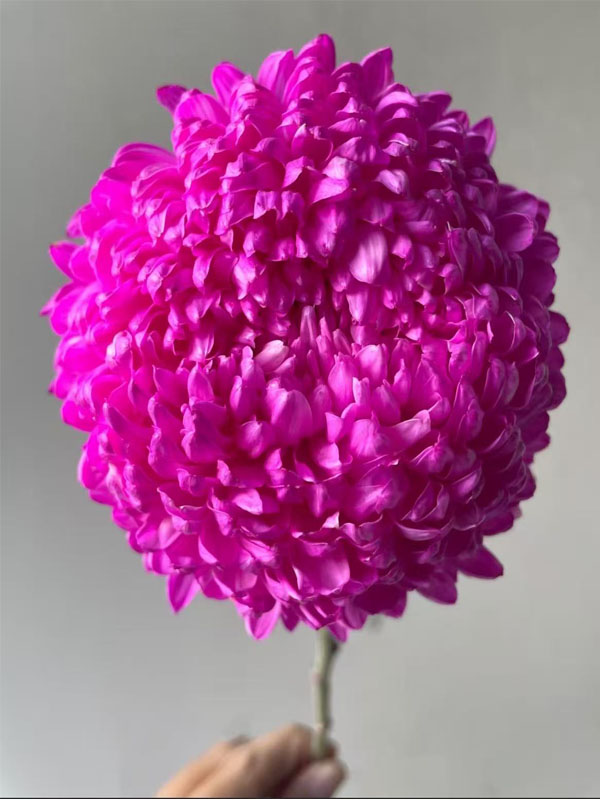 Hot Pink Peony chrysanthemum4