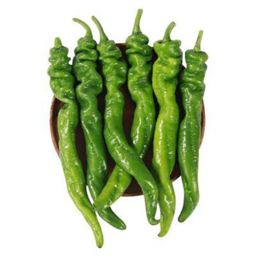 Fresh Corkscrew Chili Pepper for Export