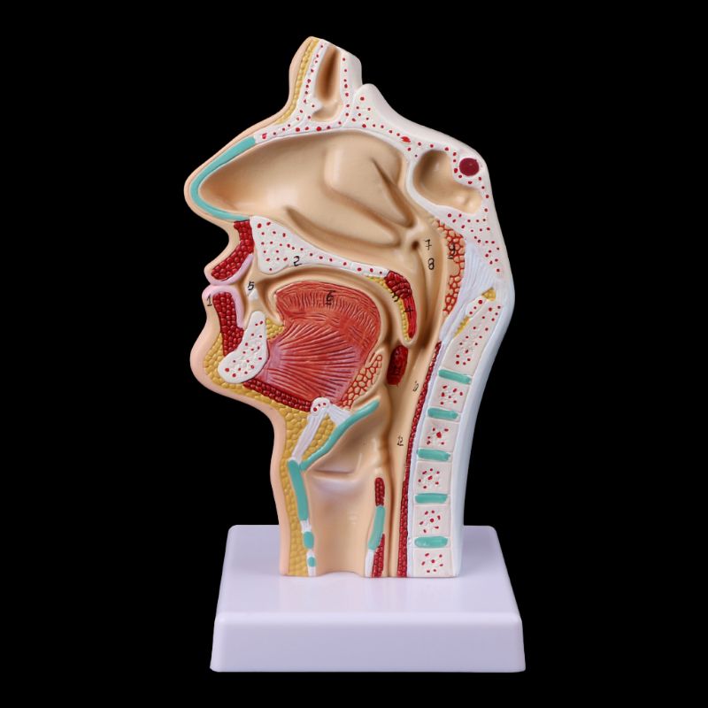 Medical Science Accessories Human Anatomical Nasal Cavity Throat Anatomy Medical Model Teaching Tool dropshipping