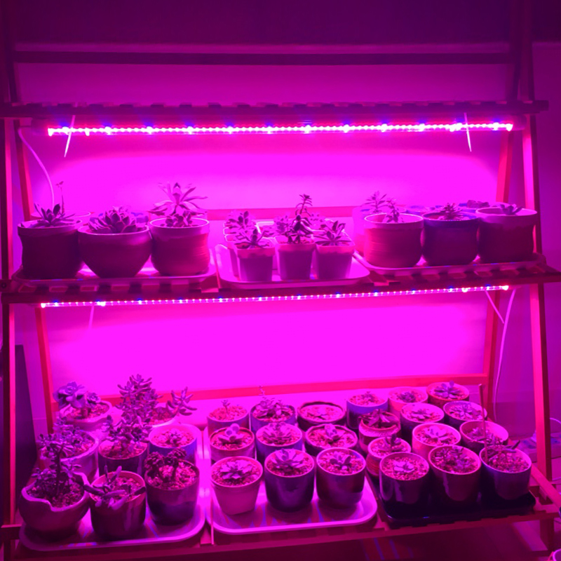 LED Grow Light Strip Full Spectrum Phyto Lamp For Plant Light Flower Growing Indoor LED Lamp Phytolamp For Plants Seed Seedlings