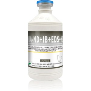 ND IB EDS H9 Inactivated Vaccine