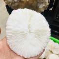 10cm natural mineral white mushroom landscape layout, with natural embellishment sea home wedding decoration