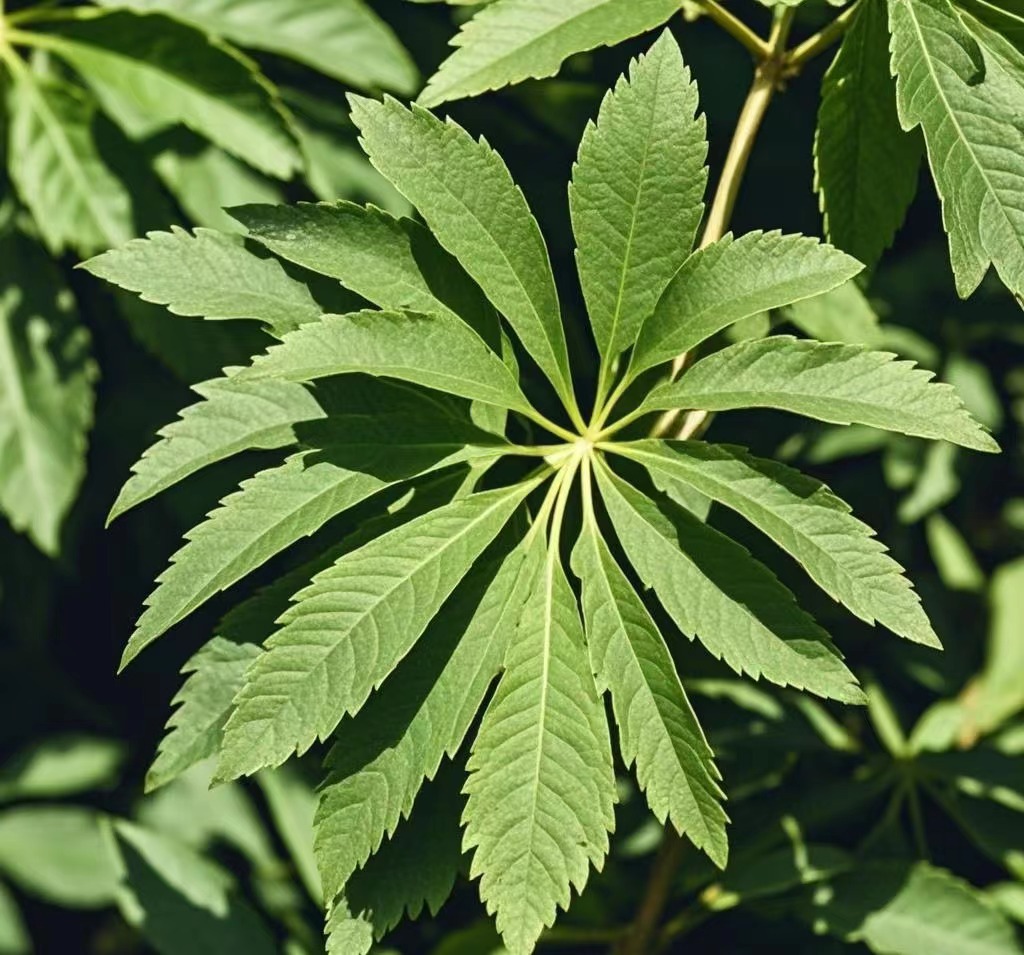 Buchu Leaf