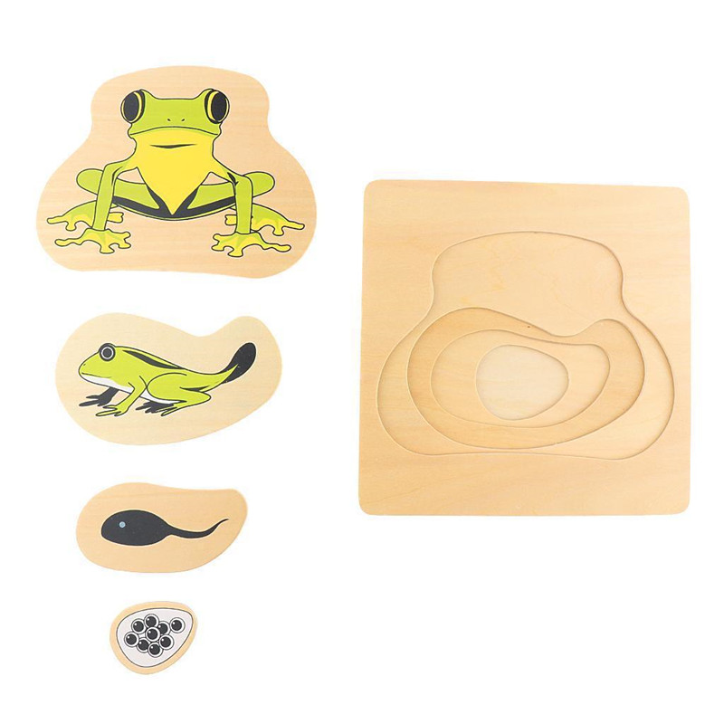 Montessori Teaching Aids Toddler Life Cycle of Animals Plant Frog 3D Puzzles Multi-layer Grow Up Jigsaw Preschool Kids Baby Toys