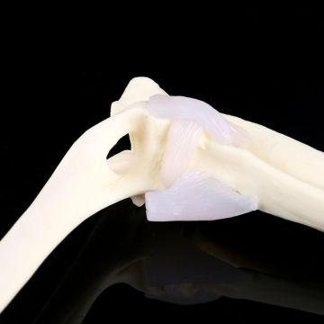 Dog Canine Elbow Joint Model Veterinary Teaching Research Animal Display Gifts