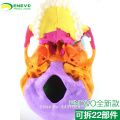 ENOVO Medical human.skull model micro plastic surgery department of Stomatology skull 22 parts can be removed