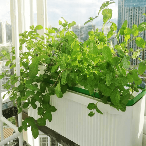 lndoor Automatic hydroponics for plant Manufacturers and lndoor Automatic hydroponics for plant Suppliers