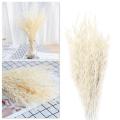 50pcs Natural Plant Colored Oat Dried Flower Hay Bouquet Modern Wedding Ceremony Decoration Home Flower Decoration S5Z4