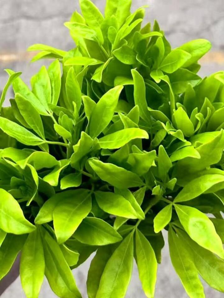 Choisya ternata