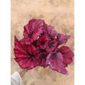 begonia 10 in lower price