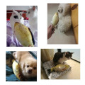 7 Style Catnip Cat Toys Fish For Cat Fish Pet Toys Plush Stuffed Fish Shape Pet Toys For Cat Supplies Scratch Dogs Pet Products