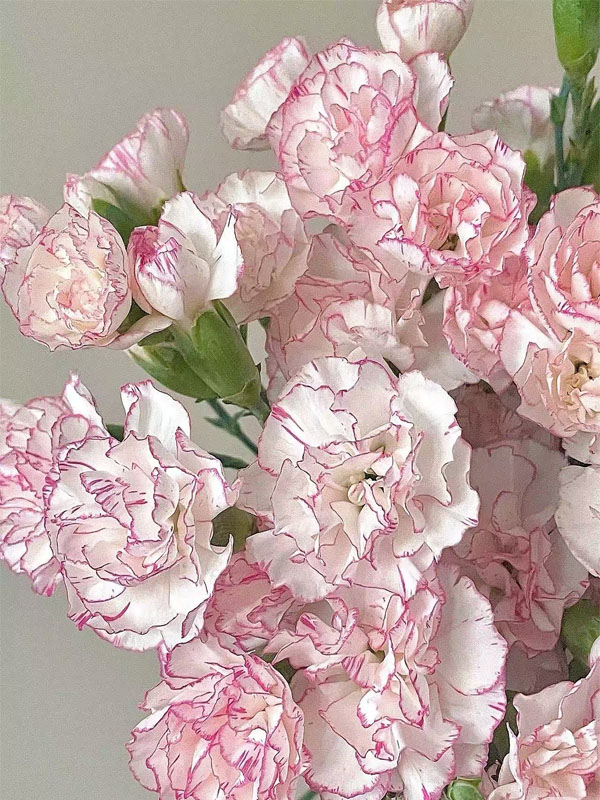 Spray carnation cabbage2