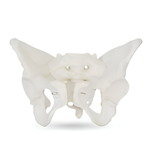 Adult Female Pelvic Structure Model