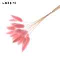 dark pink type1