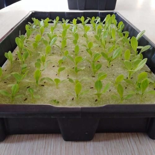 Skyplant Hydroponic Growing Sponge For Planting Manufacturers and Skyplant Hydroponic Growing Sponge For Planting Suppliers