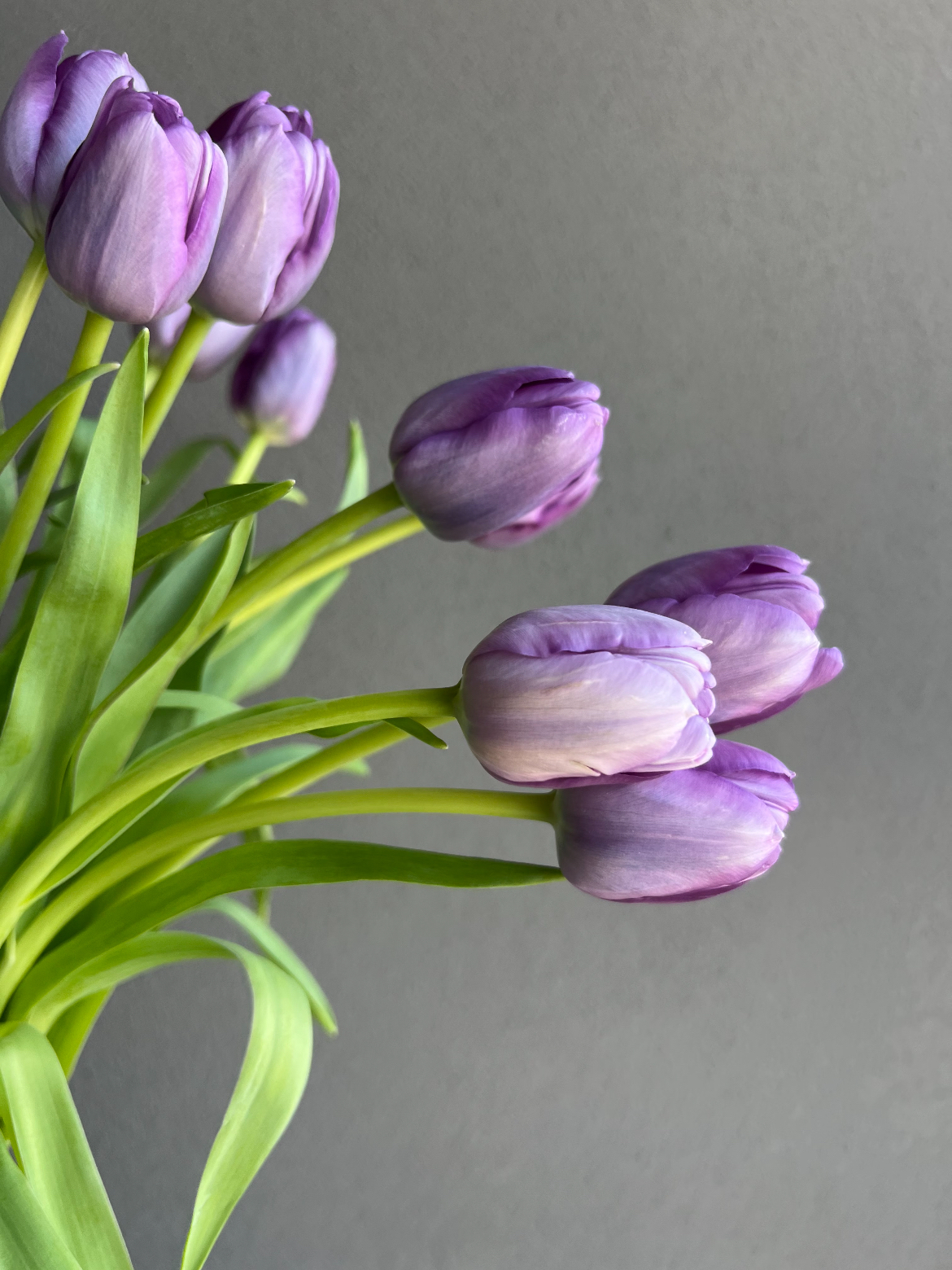 Fresh cut purple tulip