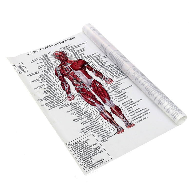 60cm*80cm Muscle System Posters Silk Cloth Anatomy Chart Human Body School Medical Science Educational Supplies Home Decoration