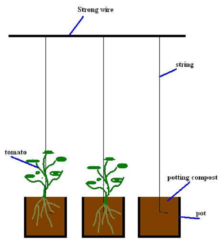 tomato twine 2