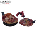 Medical Science Jumbo Human Heart Anatomical Model