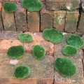 10pcs Green Artificial Moss Stones Grass Plant Poted Home Garden Decor