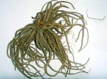 valerian root extract