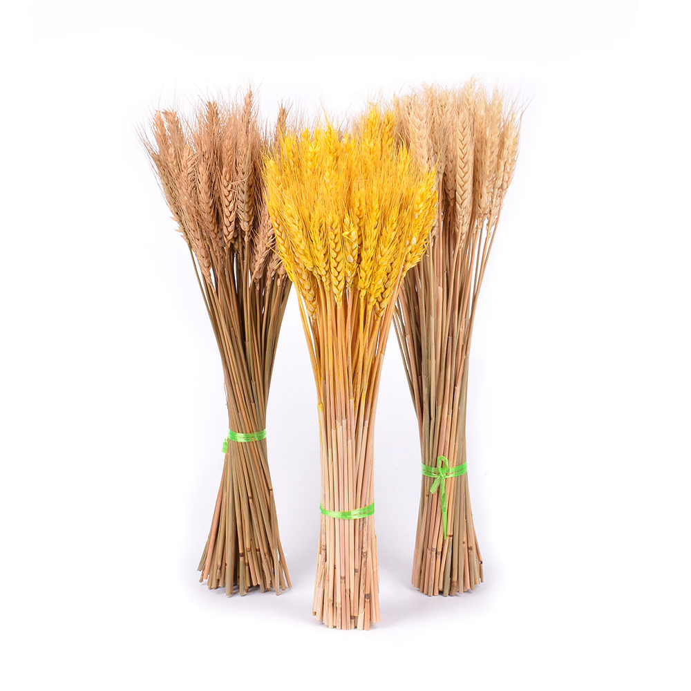 50Pcslot Real Wheat Ear Flower Natural Dried Flowers for Wedding Party Decoration DIY Craft Scrapbook Home Decor Wheat Bouquet 6