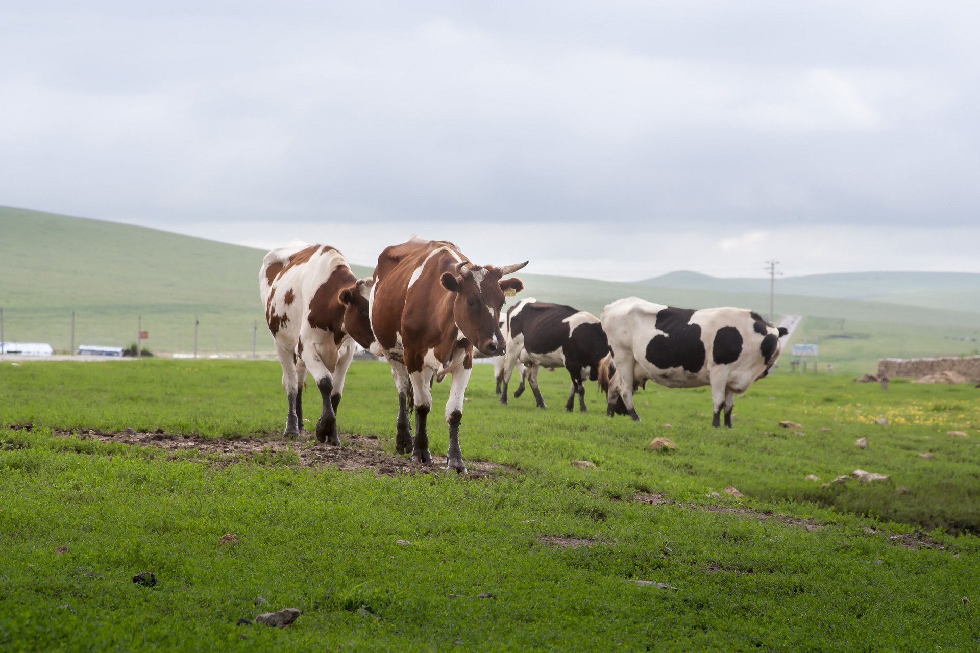 cattle