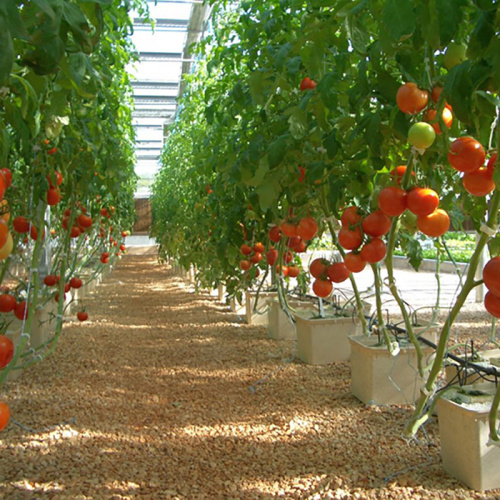 Dutch Buckets Irrigation System for GrowingTomatoes Manufacturers and Dutch Buckets Irrigation System for GrowingTomatoes Suppliers