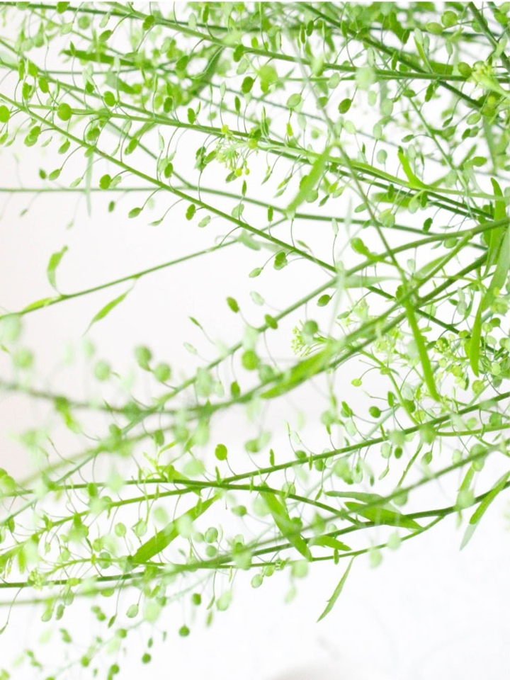 Green Forest Grass