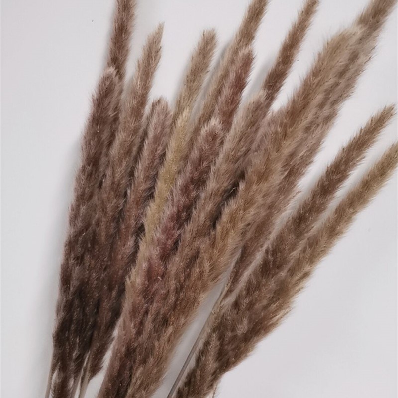 60cm Dried Pampas Grass Reed Flower Bouquet Natural Plants Home Decor Wedding Party Props Bulrush Flores Preservadas Decoration