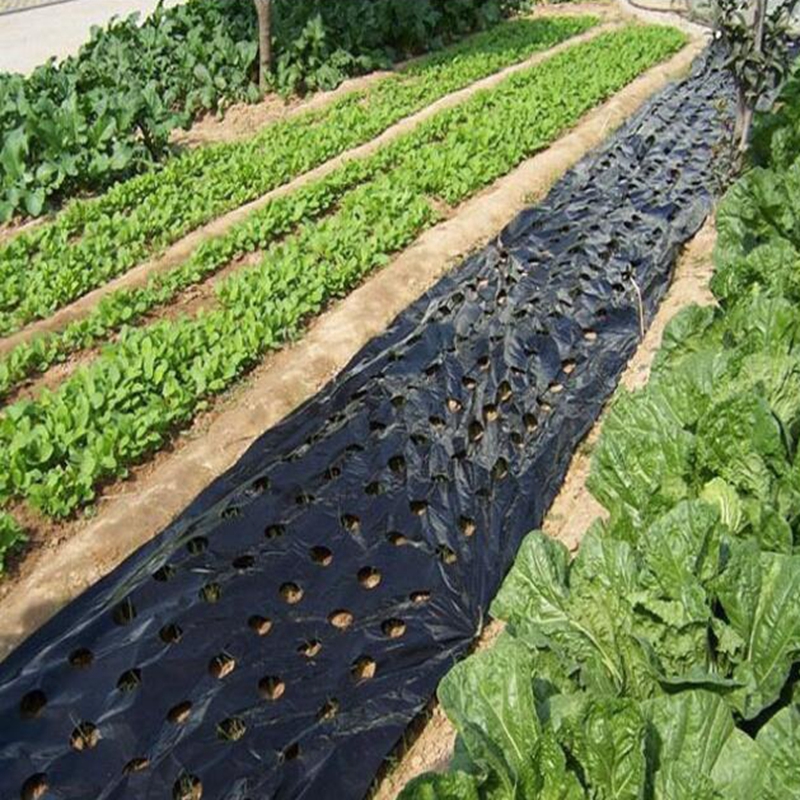 0.02mm 5Holes Black Film Hi-Quality Vegetable Garden Plants Grow Films Protection Cover Greenhouse Perforated PE Mulch Film