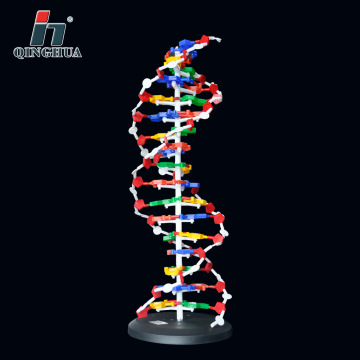 60cm DNA Structure Model Base Pair Genetic Gene DNA Dna Double Helix Models Biology Teaching Educational Equipment Supplies