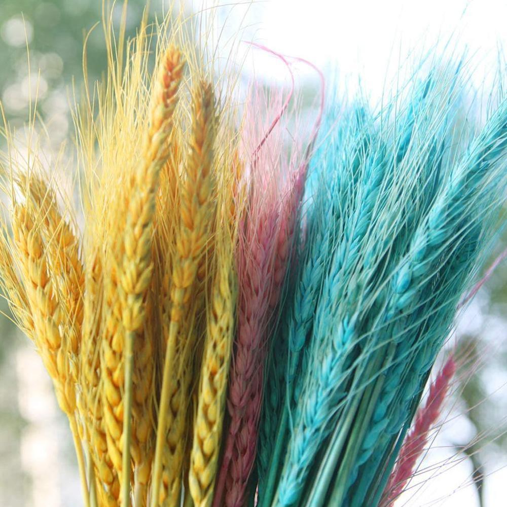 25pcs Natural Dried Flower Wheat Ears Bouquet for Wedding Party Decoration DIY Craft Home Decor Scrapbook Wheat Branch Props